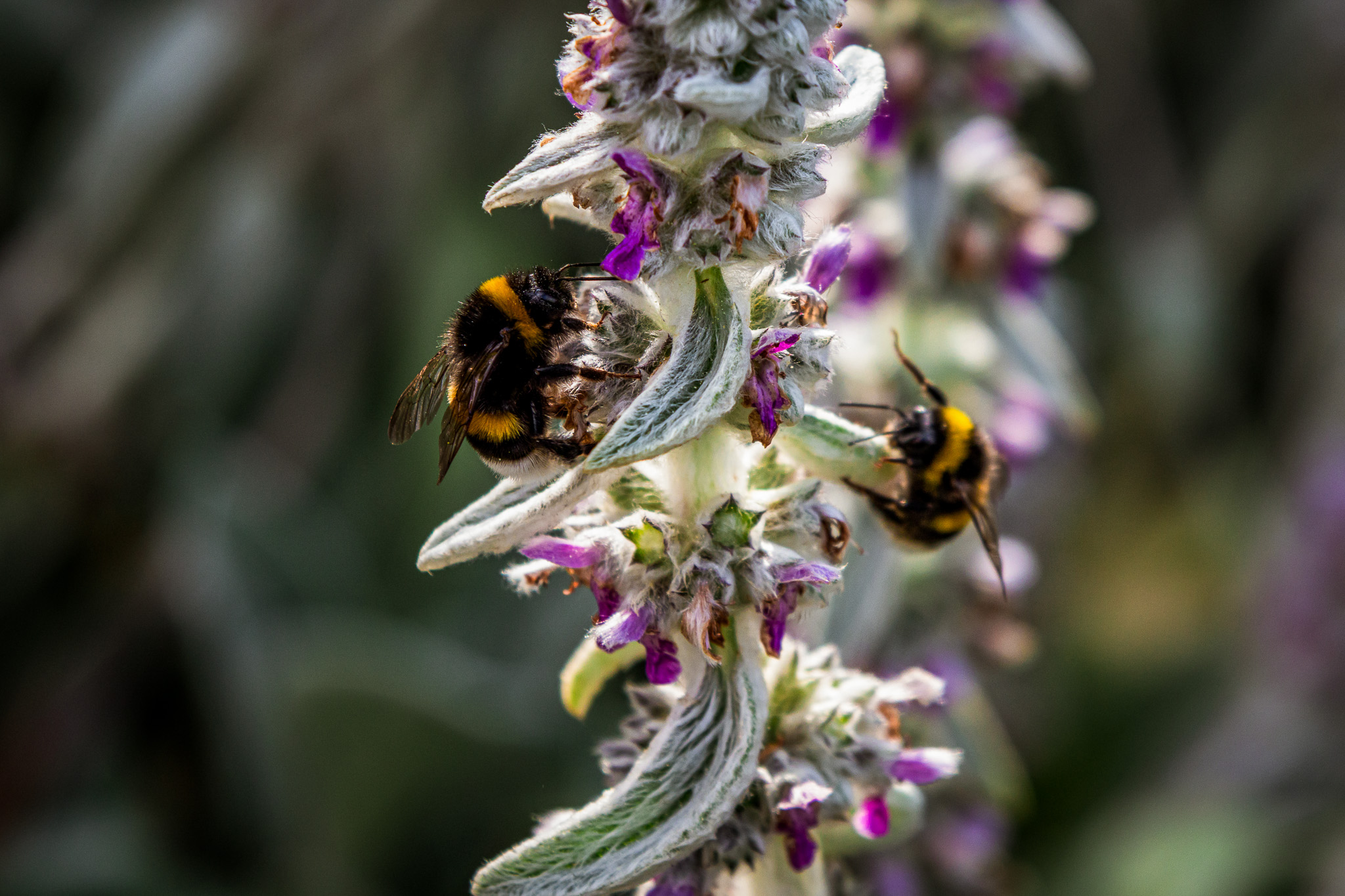 Kaksi mehiläistä violetin kukan ääressä.