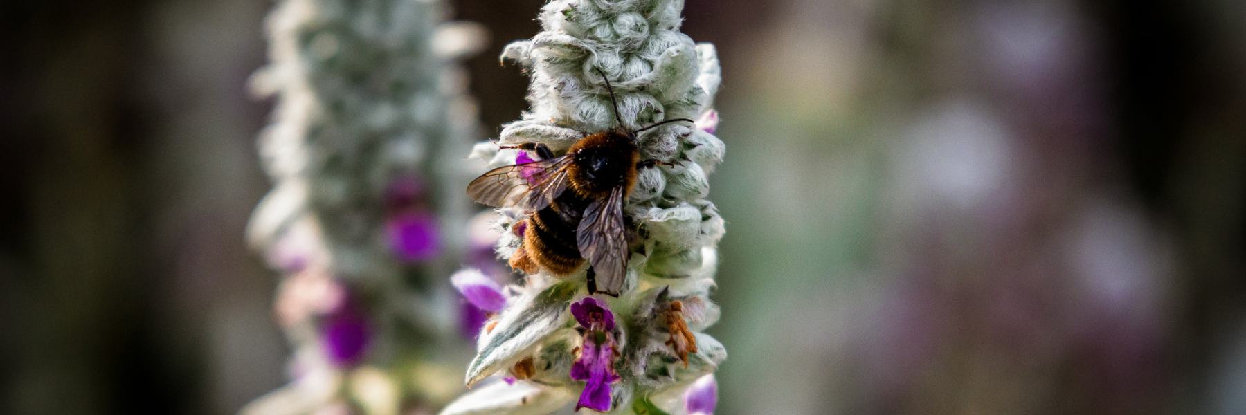 You are currently viewing Flow-tila tuottaa hunajaa sisältömarkkinointiin